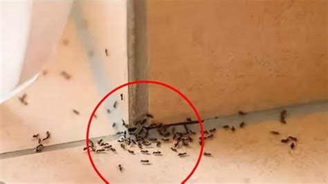 家里很多蚂蚁 夢見聚會